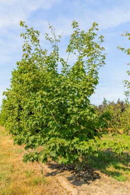 Acer rufinerve meerstammig 200-250