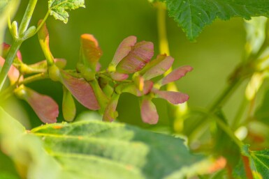 Acer rufinerve meerstammig 200-250