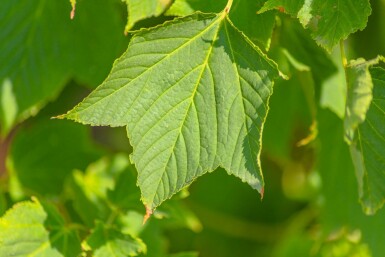 Acer rufinerve meerstammig 200-250