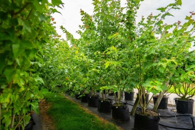 Acer saccharinum meerstammig 200-250