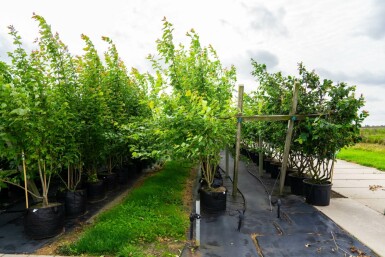 Acer saccharinum meerstammig 200-250