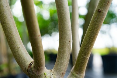 Acer saccharinum meerstammig 200-250