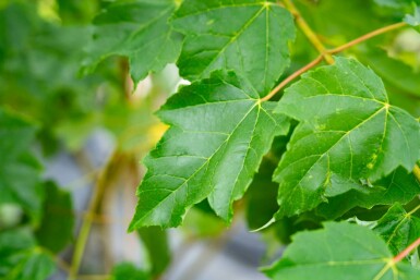 Acer saccharinum meerstammig 200-250