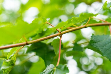 Acer saccharinum meerstammig 200-250