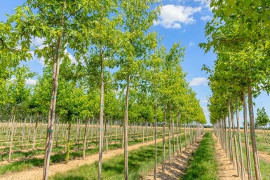 Acer saccharinum 'Laciniatum Wieri' hoogstam 10/12