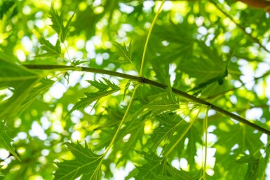 Zilveresdoorn Acer saccharinum 'Laciniatum Wieri' Hoogstam stamomtrek 10-12 P Acer saccharinum 'Laciniatum Wieri' hoogstam 10/12