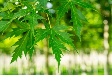 Acer saccharinum 'Laciniatum Wieri' hoogstam 10/12