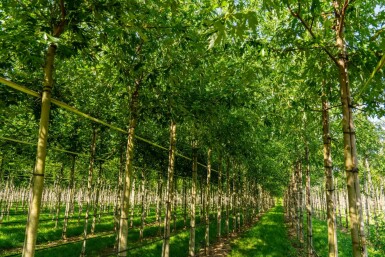 Acer saccharinum 'Laciniatum Wieri' hoogstam 10/12