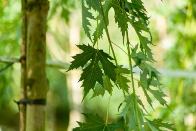 Acer saccharum hoogstam