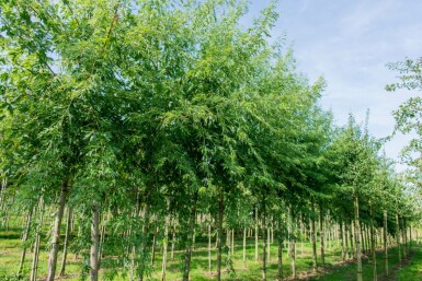 Acer saccharum hoogstam 10/12