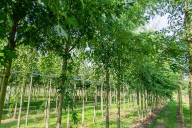 Acer saccharum hoogstam 10/12