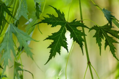 Acer saccharum hoogstam 10/12