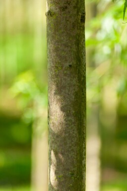 Acer saccharum hoogstam 10/12