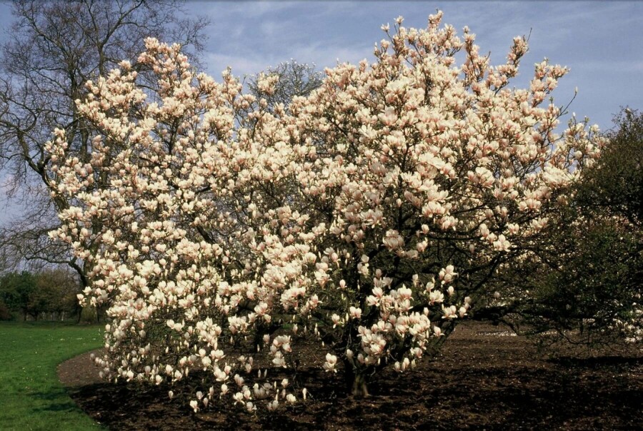 Beverboom Magnolia soulangeana Struik 100-125 Pot C12 Magnolia soulangeana struik 100-125 cm