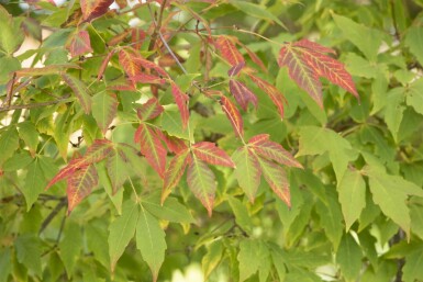 Acer saccharum meerstammig 200-250