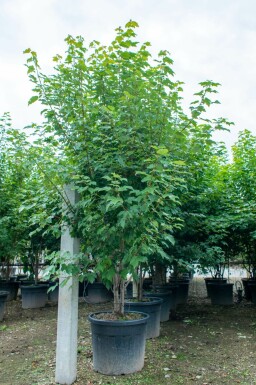 Tartaarse esdoorn Acer tataricum Acer tataricum