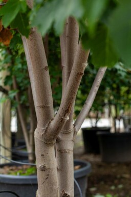 Acer tataricum hoogstam 14/16