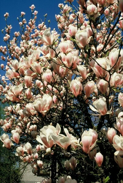Beverboom Magnolia soulangeana Struik 125-150 Pot C12 Magnolia soulangeana struik 125-150 cm