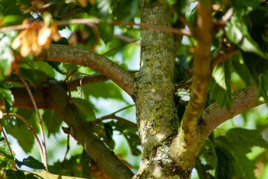 Acer tataricum subsp. ginnala meerstammig 200-250