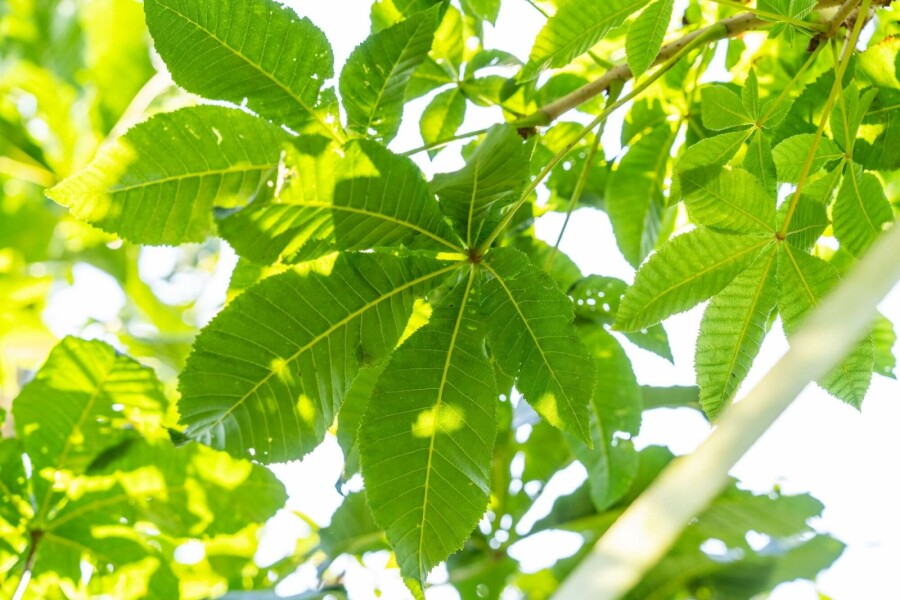 Rode paardenkastanje Aesculus x carnea 'Briotii' Hoogstam stamomtrek 10-12 P Aesculus x carnea 'Briotii' hoogstam 10/12