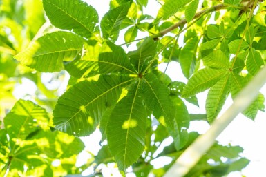 Aesculus x carnea 'Briotii' hoogstam