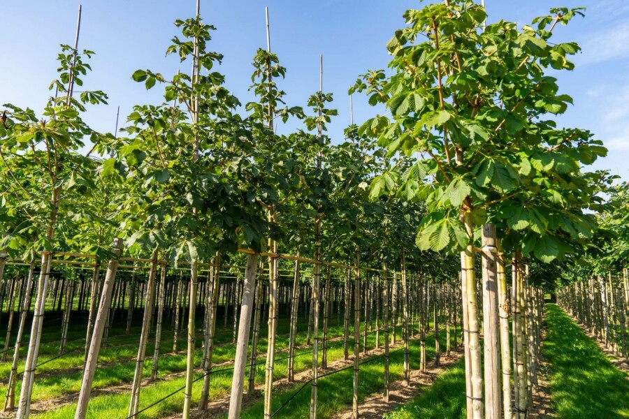 Rode paardenkastanje Aesculus x carnea 'Briotii' Hoogstam stamomtrek 10-12 P Aesculus x carnea 'Briotii' hoogstam 10/12