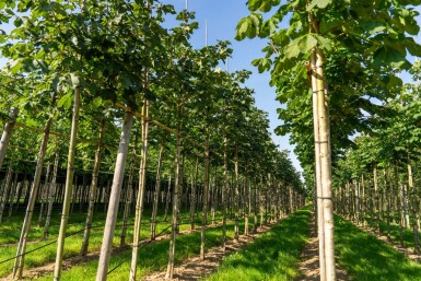 Aesculus x carnea 'Briotii' hoogstam 10/12