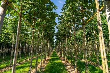 Rode paardenkastanje Aesculus x carnea 'Briotii' Hoogstam stamomtrek 10-12 P Aesculus x carnea 'Briotii' hoogstam 10/12