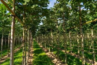 Aesculus x carnea 'Briotii' hoogstam 10/12