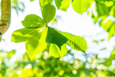 Rode paardenkastanje Aesculus x carnea 'Briotii' Hoogstam stamomtrek 10-12 P Aesculus x carnea 'Briotii' hoogstam 10/12