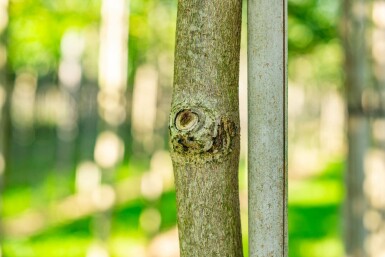 Aesculus x carnea 'Briotii' hoogstam 10/12