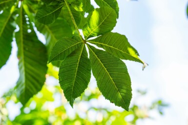 Aesculus x carnea 'Briotii' hoogstam 10/12