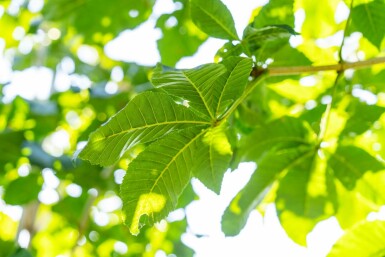 Aesculus x carnea 'Briotii' hoogstam 10/12