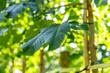 Rode paardenkastanje Aesculus x carnea 'Briotii' Hoogstam stamomtrek 10-12 P Aesculus x carnea 'Briotii' hoogstam 10/12