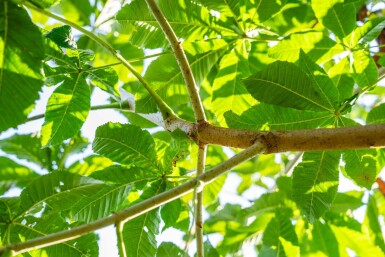 Rode paardenkastanje Aesculus x carnea 'Briotii' Hoogstam stamomtrek 10-12 P Aesculus x carnea 'Briotii' hoogstam 10/12