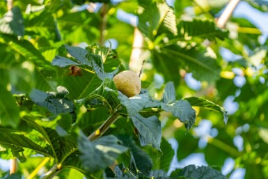 Rode paardenkastanje Aesculus x carnea 'Briotii' Hoogstam stamomtrek 10-12 P Aesculus x carnea 'Briotii' hoogstam 10/12