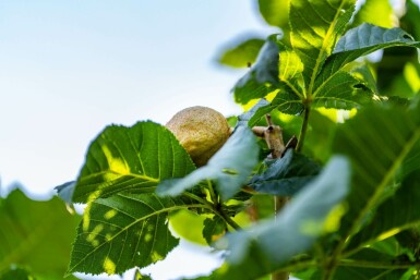 Rode paardenkastanje Aesculus x carnea 'Briotii' Hoogstam stamomtrek 10-12 P Aesculus x carnea 'Briotii' hoogstam 10/12