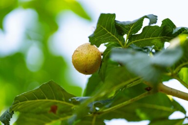 Aesculus x carnea 'Briotii' hoogstam 10/12