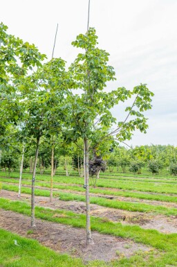 Aesculus x carnea 'Briotii' hoogstam 10/12