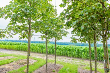 Aesculus x carnea 'Briotii' hoogstam 10/12