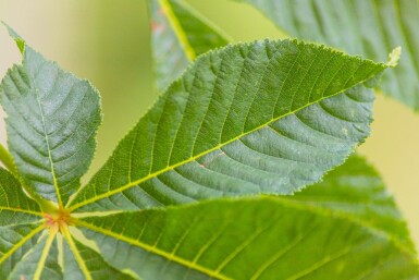 Rode paardenkastanje Aesculus x carnea 'Briotii' Hoogstam stamomtrek 10-12 P Aesculus x carnea 'Briotii' hoogstam 10/12