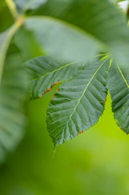 Rode paardenkastanje Aesculus x carnea 'Briotii' Hoogstam stamomtrek 10-12 P Aesculus x carnea 'Briotii' hoogstam 10/12