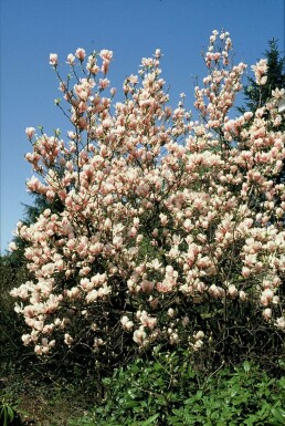 Beverboom Magnolia soulangeana Struik 20-30 Pot C2 Magnolia soulangeana struik 20-30 cm