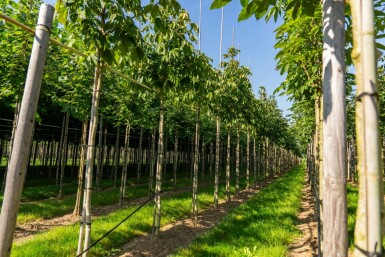 Aesculus flava hoogstam 10/12