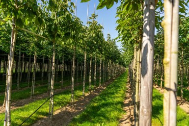 Aesculus flava hoogstam 10/12