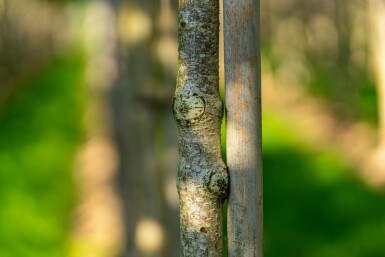 Aesculus flava 'Vestita' hoogstam 10/12