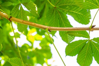 Dubbelbloemige paardenkastanje Aesculus hippocastanum 'Baumannii' Hoogstam Aesculus hippocastanum 'Baumannii' hoogstam