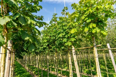 Aesculus hippocastanum 'Baumannii' hoogstam 10/12