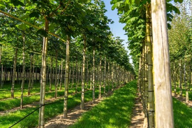 Aesculus hippocastanum 'Baumannii' hoogstam 10/12