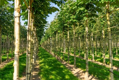 Aesculus hippocastanum 'Baumannii' hoogstam 10/12